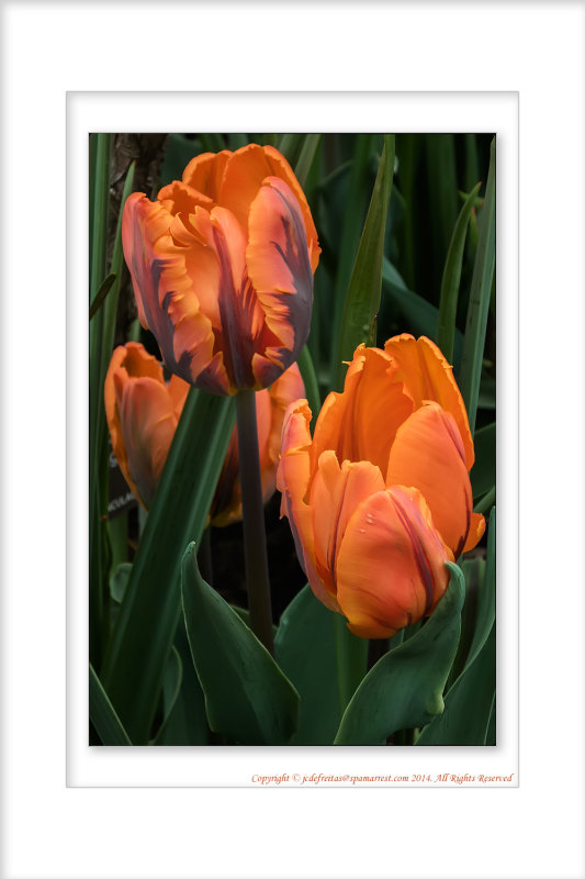 2014 - Tulips, Edwards Garden - Toronto, Ontario - Canada