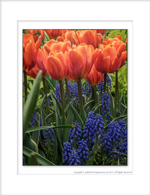2014 - Tulips, Edwards Garden - Toronto, Ontario - Canada