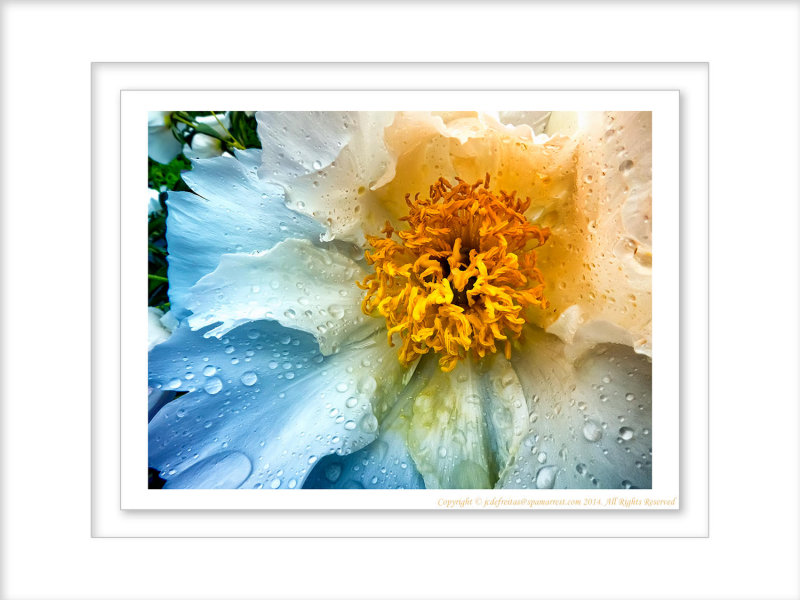 2014 - Peony, Edwards Garden - Toronto, Ontario - Canada