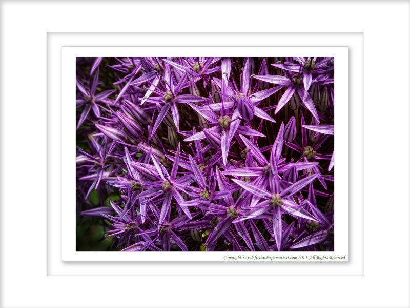 2014 - Allium - Rosetta McClain Garden - Toronto, Ontario - Canada