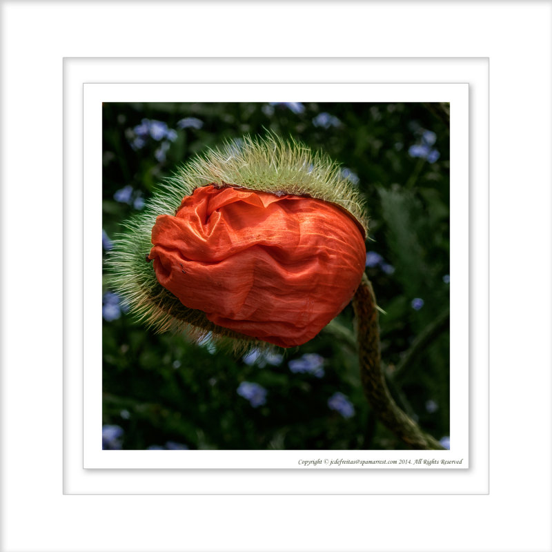 2014 - Poppy, Rosetta McClain Garden - Toronto, Ontario - Canada