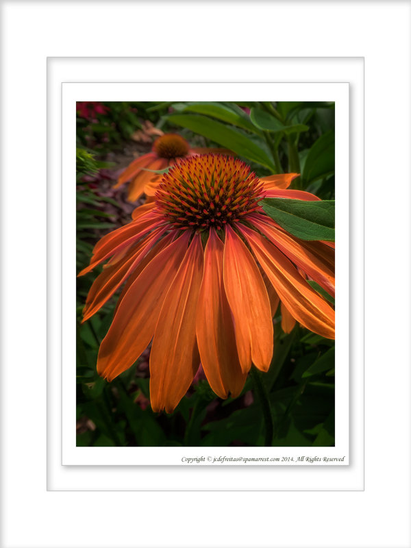 2014 - Echinacea (coneflower) - Toronto Botanic Garden, Ontario - Canada