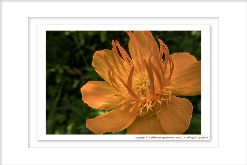 2014 - Trollius Chinensis Golden Queen (Globeflower) - Toronto Botanic Garden, Ontario - Canada