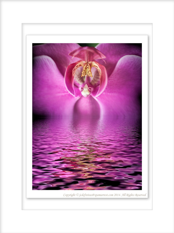 2014 - Orchid (Macro Lens Baby)