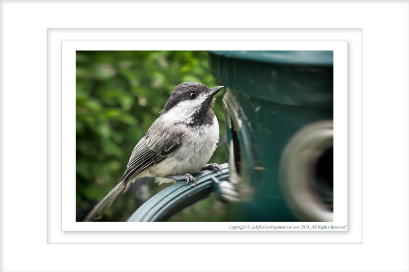 2014 - Chickadee - Wasaga Beach, Ontario - Canada