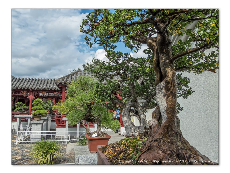 2014 - Bonsai, Chinese Garden - Montreal Botanic Garden, Quebec - Canada
