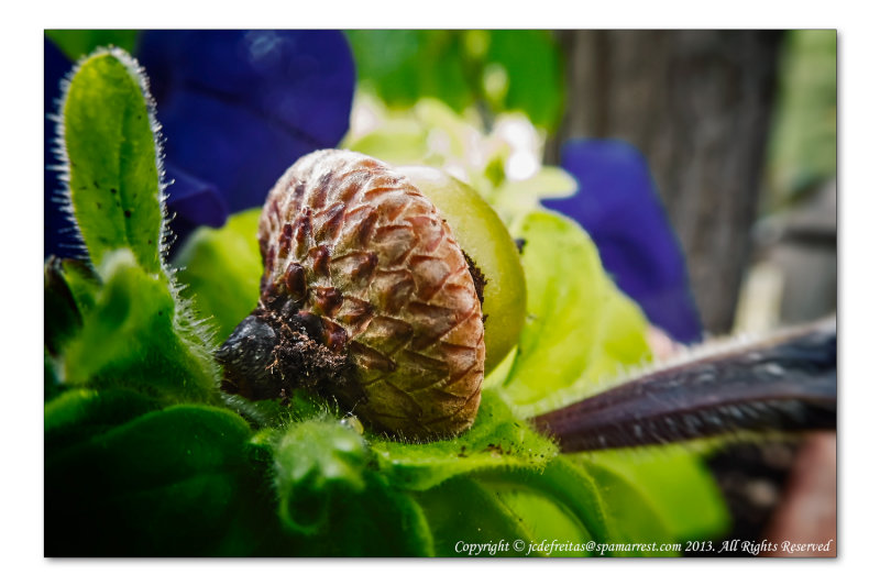 2014 -  Oak Acorn (Month Pbase Photo Challenge, Os in October)