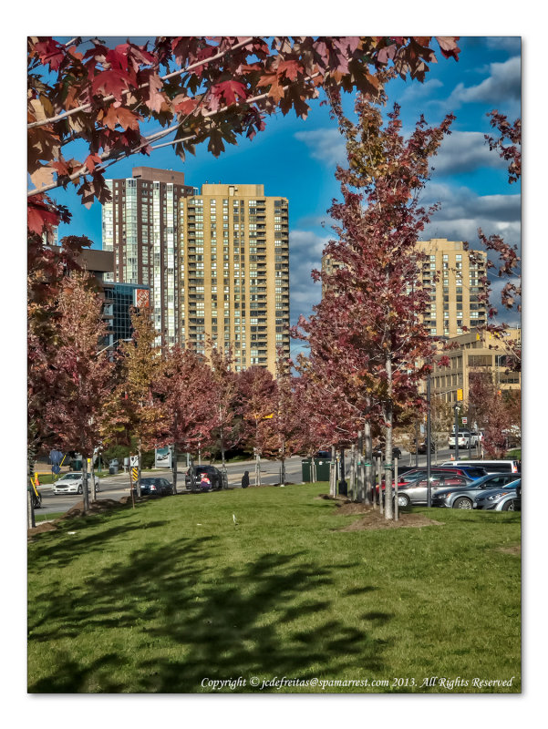 2014 - Autumn Colours - Toronto, Ontario - Canada
