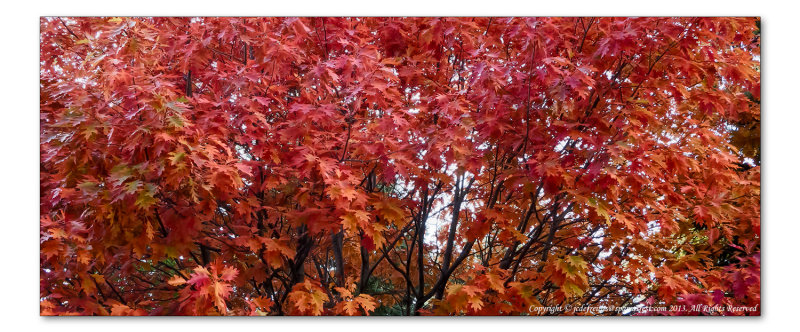 2014 - Autumn Colours, Oak Tree - Toronto, Ontario - Canada