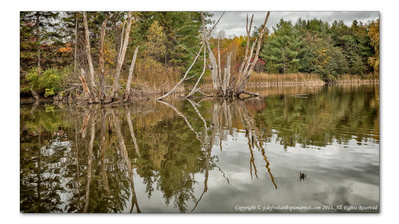 2014 - Autumn Colours, Seton Park - Toronto, Ontario - Canada
