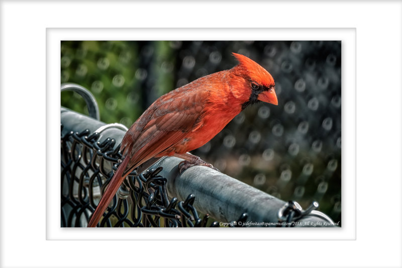 2015 - Cardinal, Rosetta McClain Garden - Toronto, Ontario - Canada