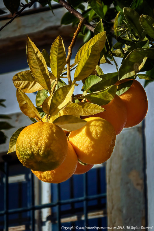 2015 - Vila Adentro -  Faro, Algarve - Potugal