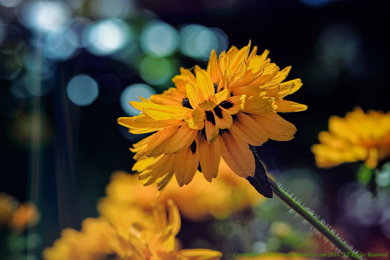 2016 - Rudbeckia Fulgida - Toronto, Ontario - Canada