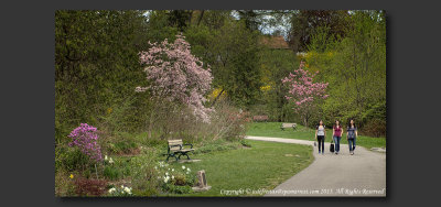 2013 - Magnolias - Edwards Gardens - Toronto, Ontario - Canada