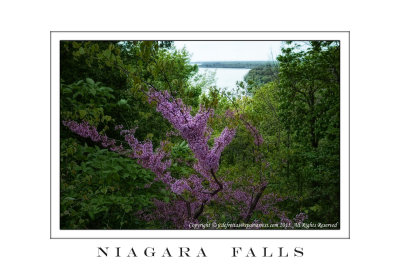 2013 - Cercis canadensis L. (redbud tree) - Niagara Falls, Ontario - Canada