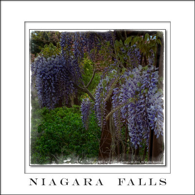 2013 - Wisteria - Niagara Falls, Ontario - Canada