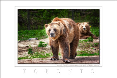 2008 - Toronto Zoo, Ontario - Canada