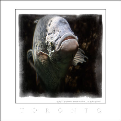 2013 - Toronto Zoo, Ontario - Canada