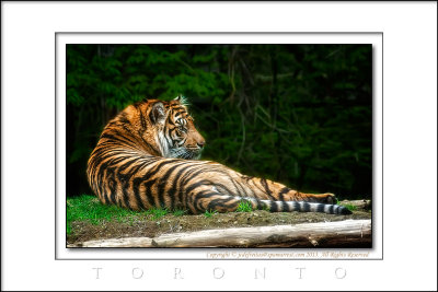 2013 - Toronto Zoo, Ontario - Canada