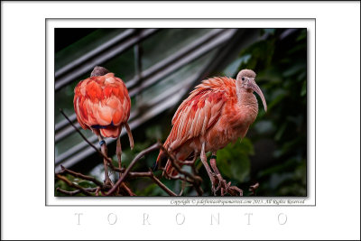 2013 - Toronto Zoo, Ontario - Canada