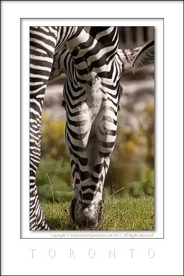 2013 - Toronto Zoo, Ontario - Canada