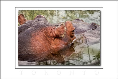 2013 - Toronto Zoo, Ontario - Canada