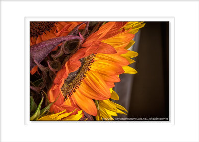 2011 - The Rusty Sunflower