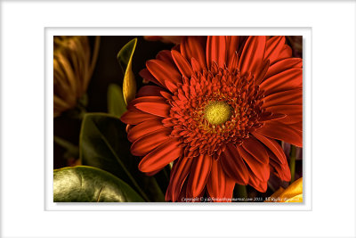 Gerbera Daisy