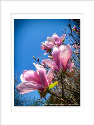 2014 - Magnolia - Finally Spring has Sprung in Toronto, Ontario - Canada