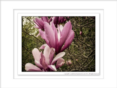 2014 - Magnolia - Finally Spring has Sprung in Toronto, Ontario - Canada