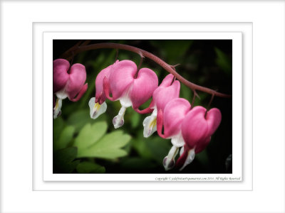 2014 - Bleeding Hearts - Toronto, Ontario - Canada