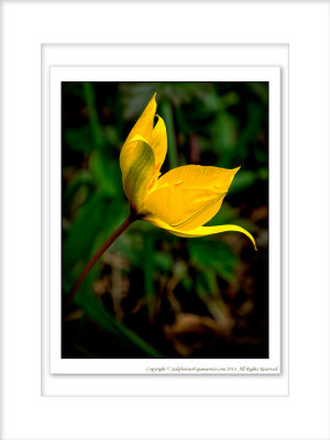 2014 - Tulip - Edwards Garden - Toronto, Ontario - Canada