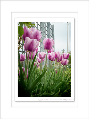 2014 - Tulips, Edwards Garden - Toronto, Ontario - Canada