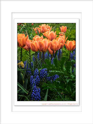 2014 - Tulips, Edwards Garden - Toronto, Ontario - Canada