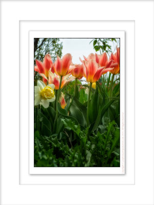 2014 - Tulips, Edwards Garden - Toronto, Ontario - Canada