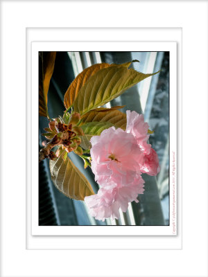 2014 - Crabapple Blossoms - Toronto, Ontario - Canada
