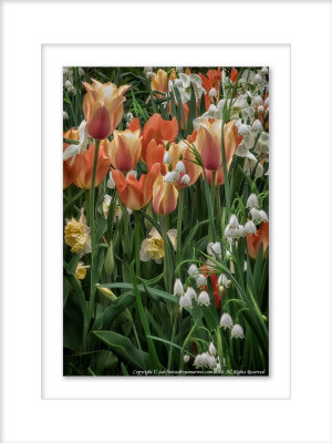 2014 - Tulips, Edwards Garden - Toronto, Ontario - Canada