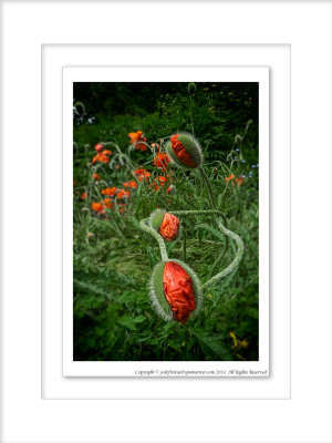 2014 - Poppies, Rosetta McClain Garden - Toronto, Ontario - Canada