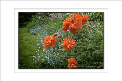 2014 - Poppies, Rosetta McClain Garden - Toronto, Ontario - Canada