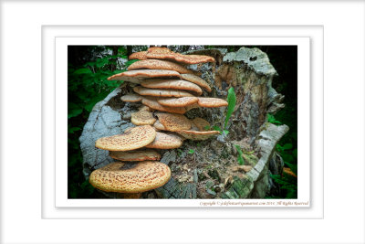 2014 - Tinder Fungus, Rosetta McClain Garden - Toronto, Ontario - Canada