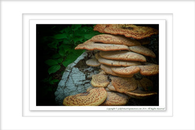 2014 - Tinder Fungus, Rosetta McClain Garden - Toronto, Ontario - Canada