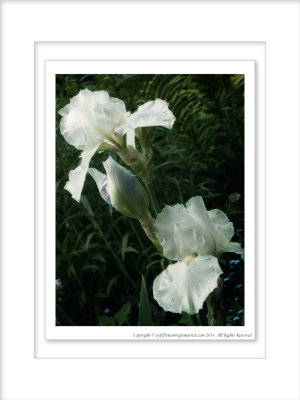 2014 - White Irises, Rosetta McClain Garden - Toronto, Ontario - Canada