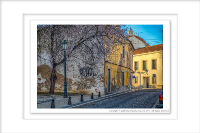 2014 - Almond Tree - Faro, Algarve - Portugal