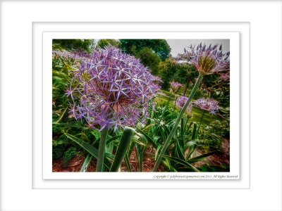 2014 - Allium - Rosetta McClain Garden - Toronto, Ontario - Canada