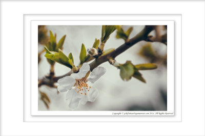 2014 - Almond Blossom - Faro, Portugal