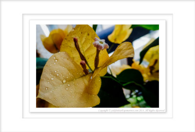 2014 - Bougainvillea on our Balcony - Toronto, Ontario - Canada