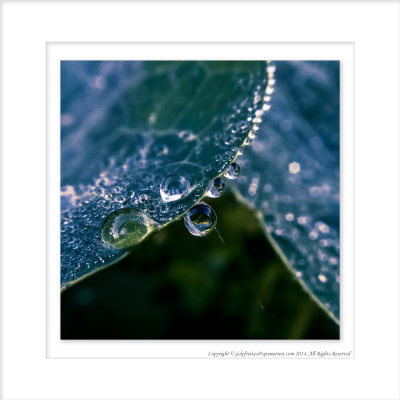 2014 - Dew Drops, Edwards Garden - Toronto, Ontario - Canada