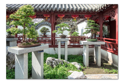 2014 - Bonsai, Chinese Garden - Montreal Botanic Garden, Quebec - Canada