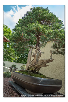 2014 - 270 years old Bonsai, Japanese Garden - Montreal Botanic Garden, Quebec - Canada