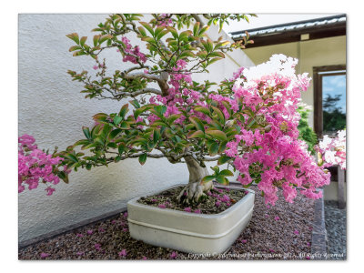 2014 - Bonsai, Japanese Garden - Montreal Botanic Garden, Quebec - Canada